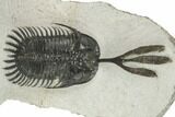 Large Spiny Walliserops Trilobite - Msissi, Morocco #179523-2